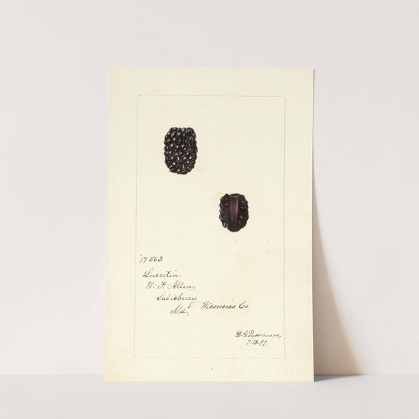 Rubus: Lucretia by Deborah Griscom Passmore