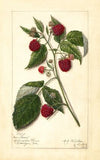 Rubus: Marlboro