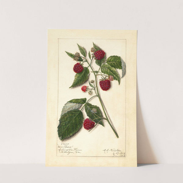 Rubus: Marlboro by Amanda Almira Newton