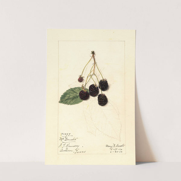 Rubus: McDonald by Mary Daisy Arnold