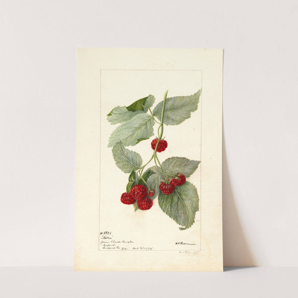 Rubus: Miller by Deborah Griscom Passmore