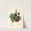 Rubus: Minnervaski by Ellen Isham Schutt
