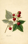 Rubus: Rancocas