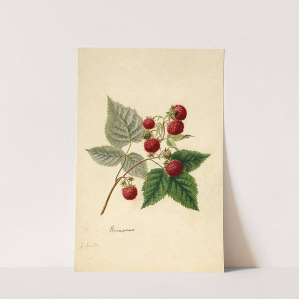 Rubus: Rancocas by Frank Muller