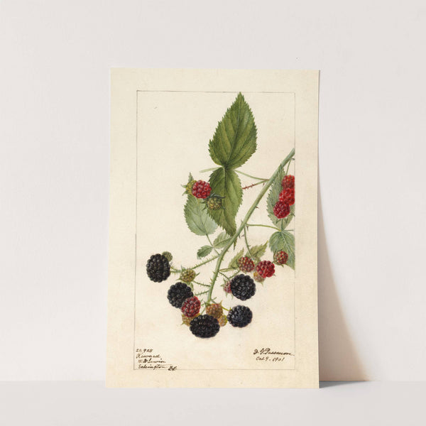 Rubus: Reward by Deborah Griscom Passmore