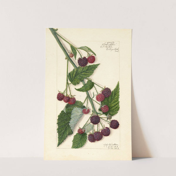 Rubus: Schaffer by Amanda Almira Newton