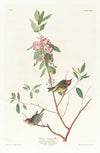 Ruby crowned wren
