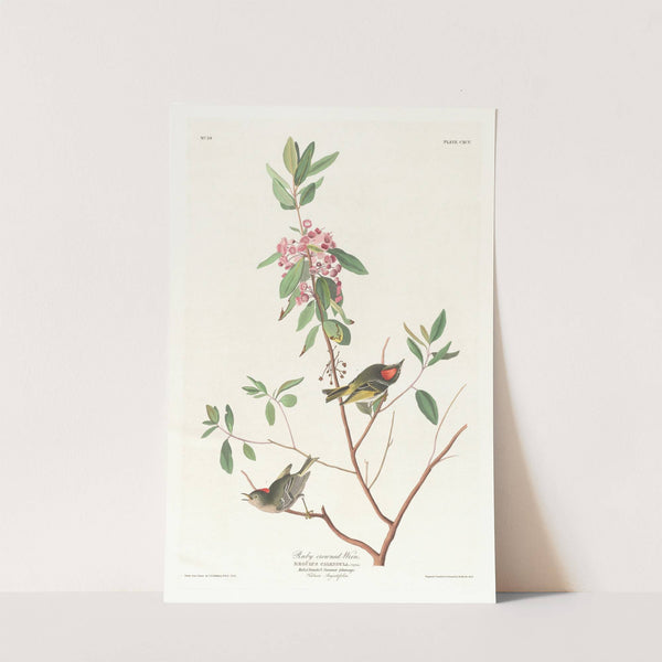 Ruby crowned wren by John James Audubon