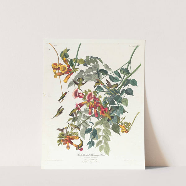 Ruby-throated humming bird by John James Audubon