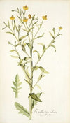 Rudbeckia alata