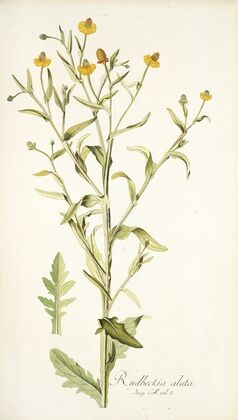 Rudbeckia alata