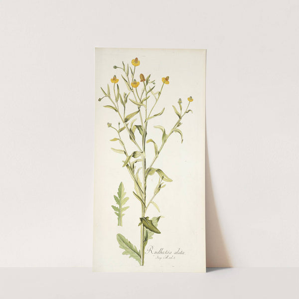 Rudbeckia alata by Nikolaus Joseph Freiherr von Jacquin