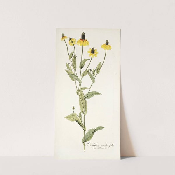 Rudbeckia amplexifolia by Nikolaus Joseph Freiherr von Jacquin