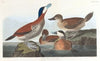 Ruddy duck