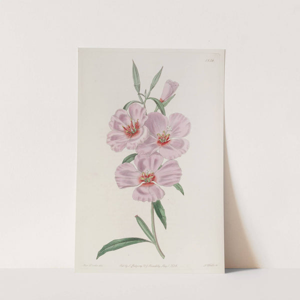 Ruddy Godetia by Sydenham Edwards