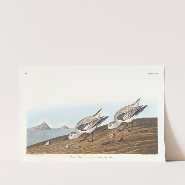 Ruddy plover by John James Audubon