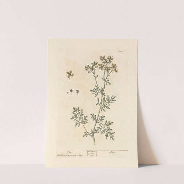 Rue by Elizabeth Blackwell