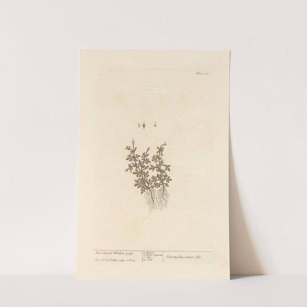 Rue-leaved whitlon grass by Elizabeth Blackwell