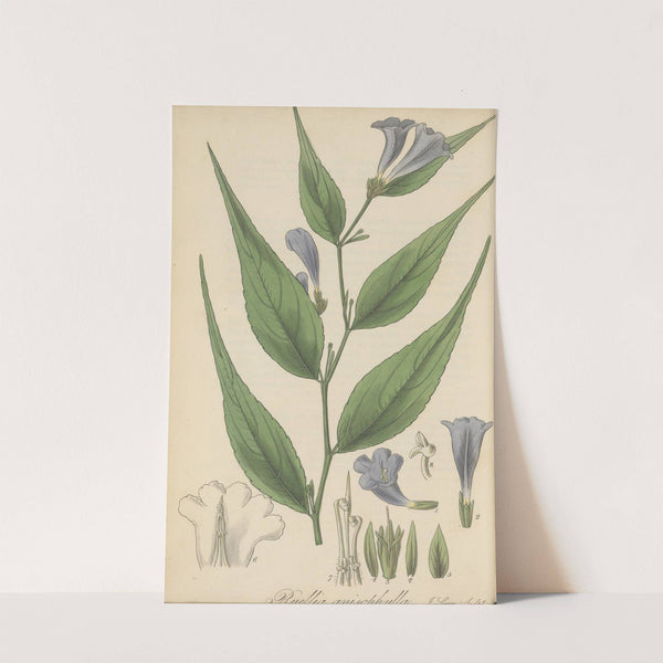 Ruellia anisophylla by William Jackson Hooker