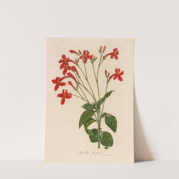 Ruellia formosa (1818-1824) by Gaetano Savi