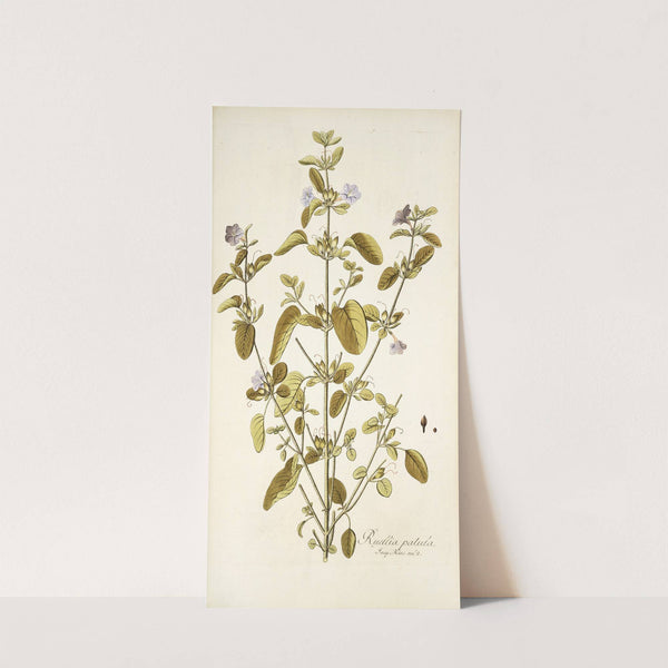 Ruellia patula by Nikolaus Joseph Freiherr von Jacquin