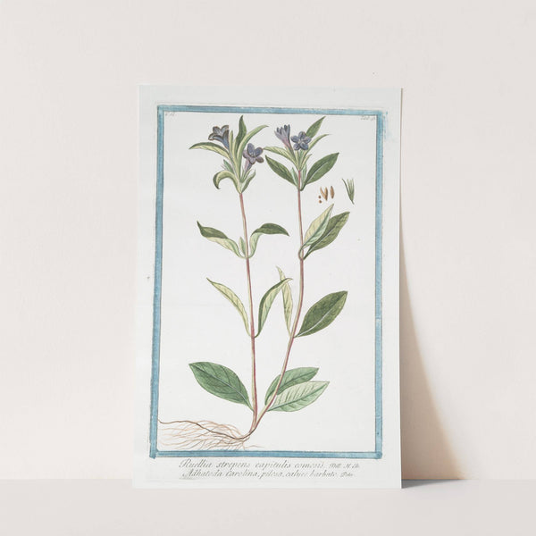 Ruellia strepens, capitulis comosis - Adhatoda Carolina, pilosa, calyce barbato. (Wild petunia) by Giorgio Bonelli