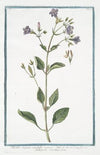 Ruellia strepens, capitulis comosis – Adhatoda Carolina. (Wild petunia)