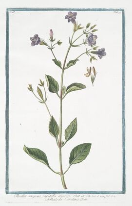 Ruellia strepens, capitulis comosis – Adhatoda Carolina. (Wild petunia)
