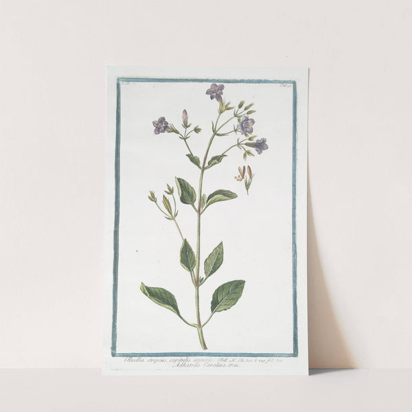 Ruellia strepens, capitulis comosis - Adhatoda Carolina. (Wild petunia) by Giorgio Bonelli