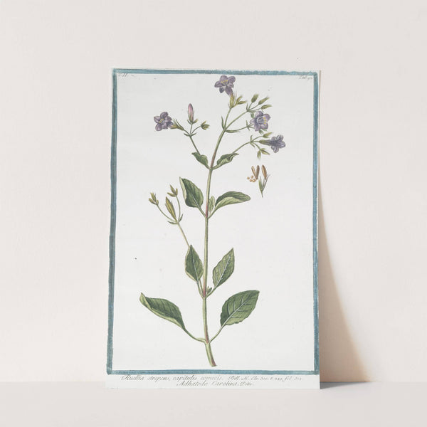 Ruellia strepens, capitulis comosis - Adhatoda Carolina. (Wild petunia) by Giorgio Bonelli