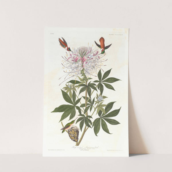 Ruff-necked humming-bird by John James Audubon