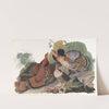 Ruffed grous by John James Audubon