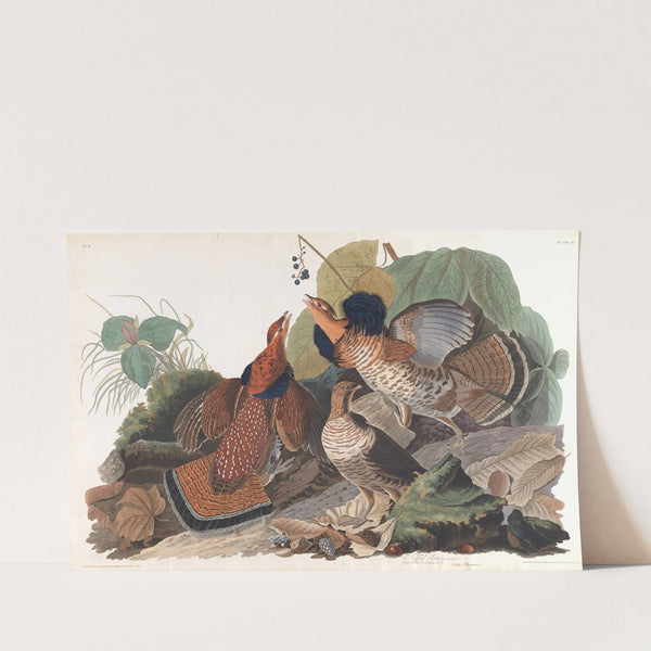 Ruffed grous by John James Audubon