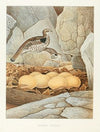Ruffed Grouse