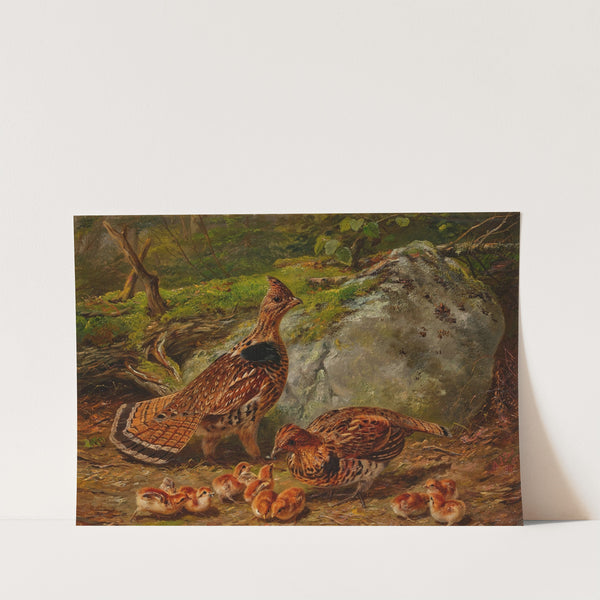 Ruffed Grouse (1863) by Arthur Fitzwilliam Tait
