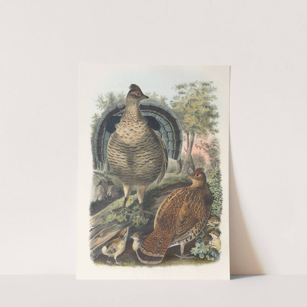 Ruffed Grouse by Daniel Giraud Elliot