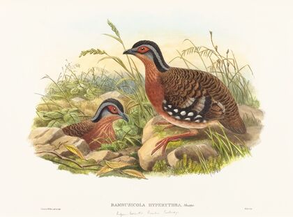 Rufous-breasted Bamboo Partridge (Bambusicola Hyperythra)