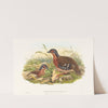 Rufous-breasted Bamboo Partridge (Bambusicola Hyperythra) by John Gould