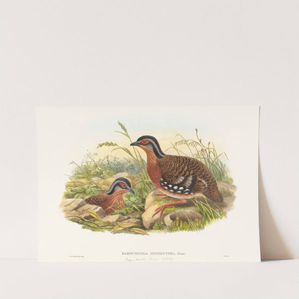 Rufous-breasted Bamboo Partridge (Bambusicola Hyperythra) by John Gould