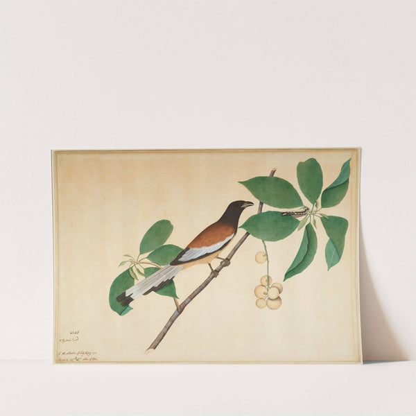 Rufous Treepie and Caterpillar on Branch by Sheikh Zain al-Din