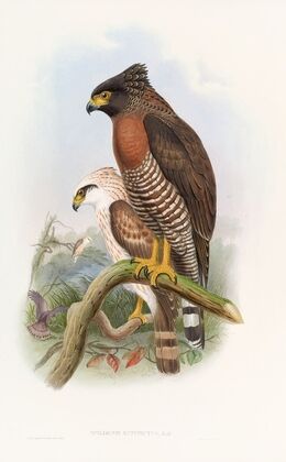 Rufous·breasted Spilornis (1850-1883)