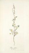 Rumex glaucus