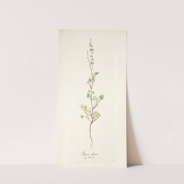 Rumex glaucus by Nikolaus Joseph Freiherr von Jacquin