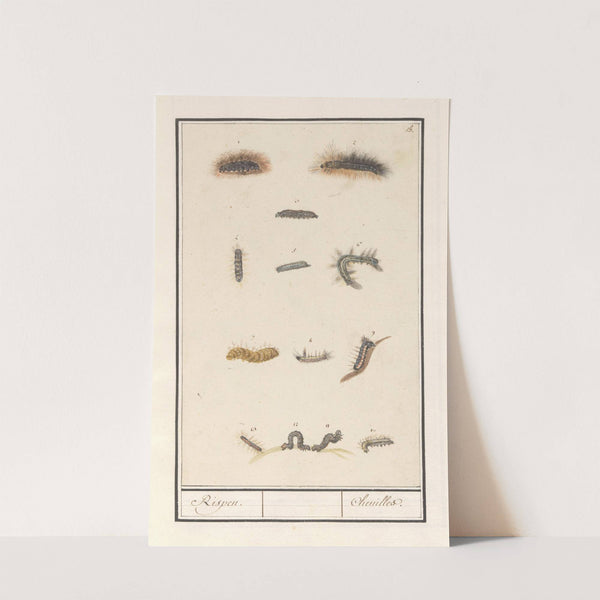 Rupsen Rispen Chenilles (1596-1610) by Anselmus Boëtius de Boodt