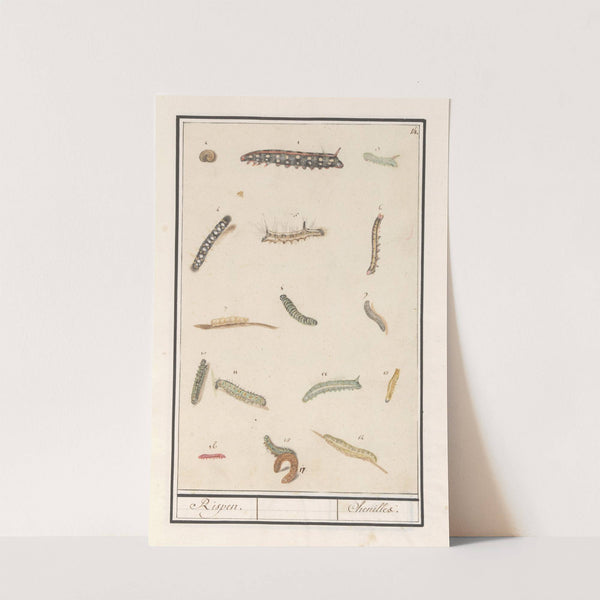 Rupsen Rispen Chenilles. (1596-1610) by Anselmus Boëtius de Boodt