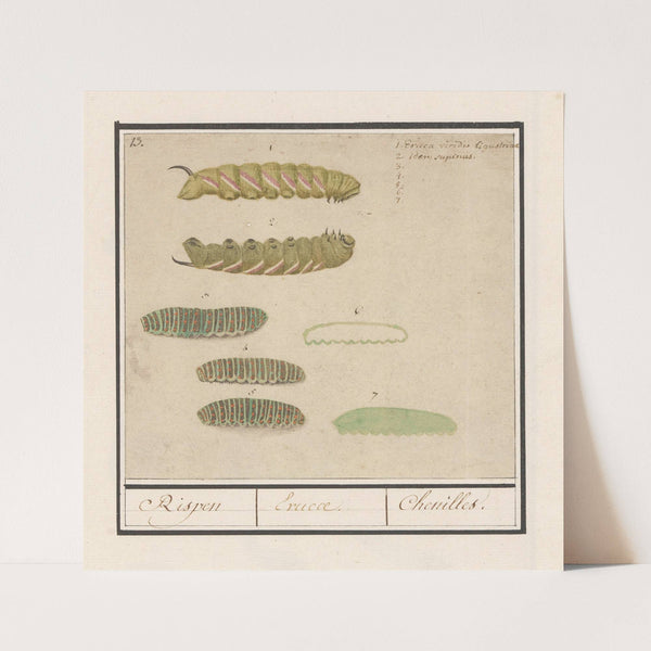 Rupsen Rispen Erucae. Chenilles (1596-1610) by Anselmus Boëtius de Boodt