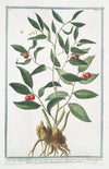 Ruscus angustifolius, fructu summis ramulis innascente. – Lauro Alessandrino – Laurier Alexandrin a feuilles étroites