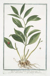 Ruscus latifolius fructu folio innascente – Lauro Alessandrino – Laurier alexandrin