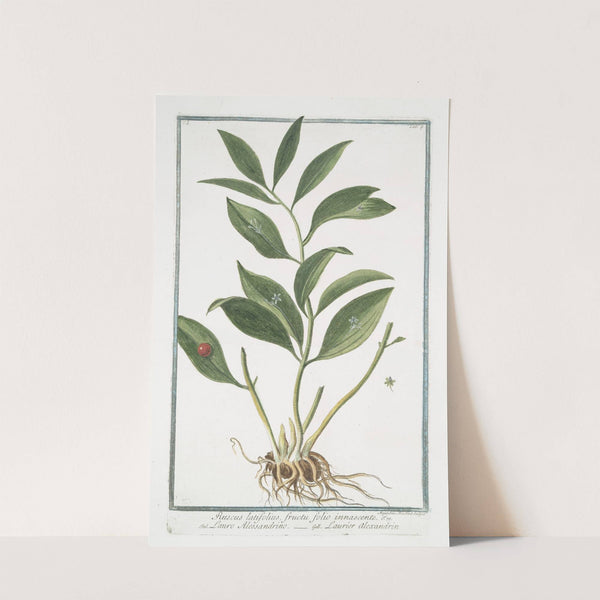 Ruscus latifolius fructu folio innascente - Lauro Alessandrino - Laurier alexandrin by Giorgio Bonelli