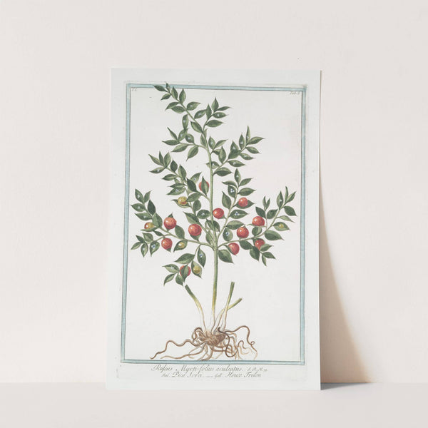 Ruscus Myrti-folius aculeatus - Pica Sorci - Houx Frelon (Butcher's Broom) by Giorgio Bonelli